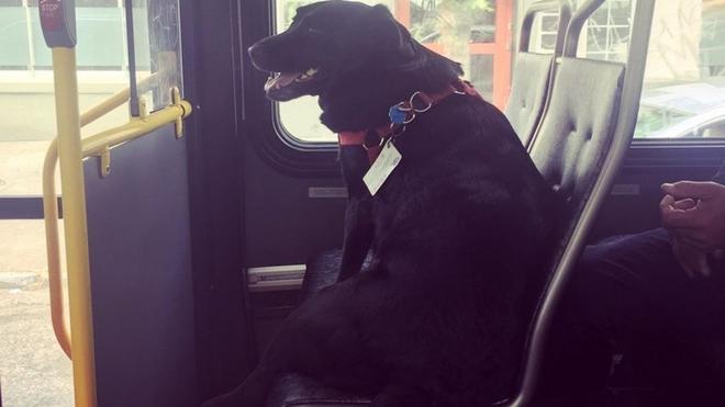 Este perro coge cada día el autobús para ir a su parque | Ideal